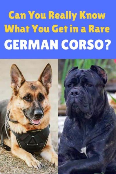 German-Shepherd-Cane-Corso-mix