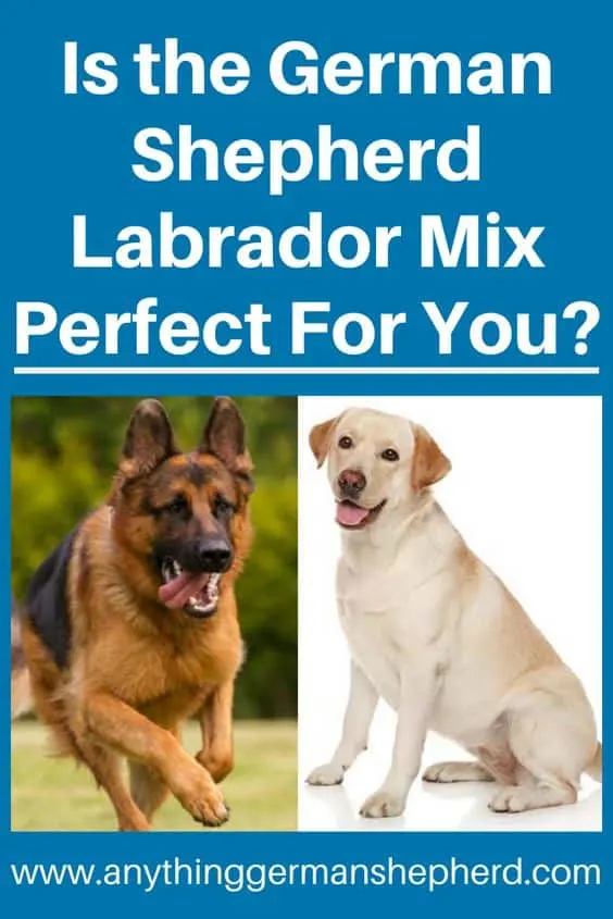German Shepherd Labrador Mix