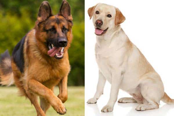 Brun veltalende diskriminerende The German Shepherd Labrador Mix Is So Famous, But Why?