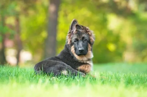 German-Shepherd-laying-in-grass