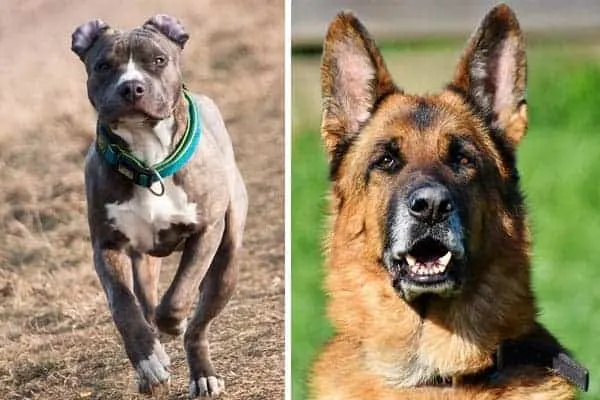 German-Shepherds-vs-Pitbulls