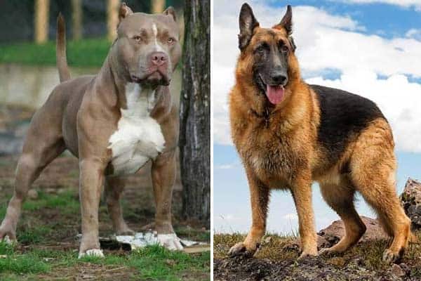 German-Shepherds-vs-Pitbulls