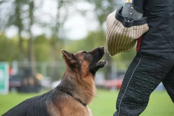 german shepherd bite force