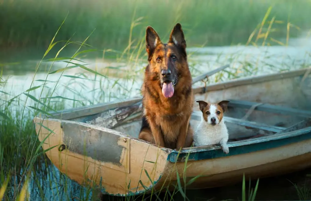 German-shepherd-and-jack-Russell-terrier