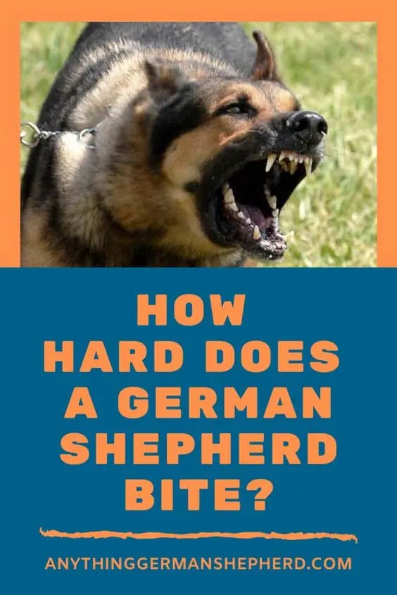 How hard does a German Shepherd Bite