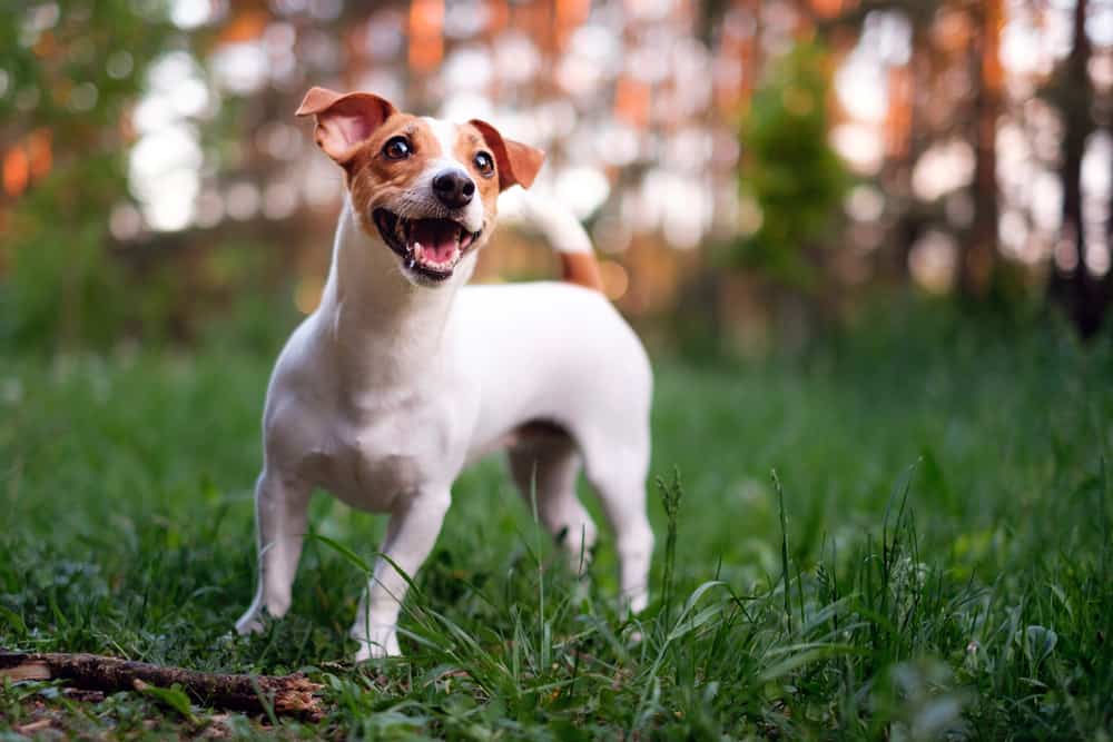 Jack-Russell-Terrier