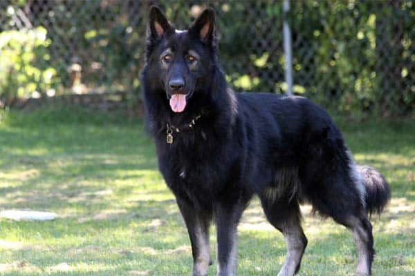 King Shepherd dog