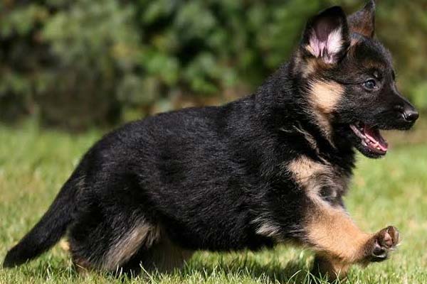 Are There Any Miniature German Shepherds