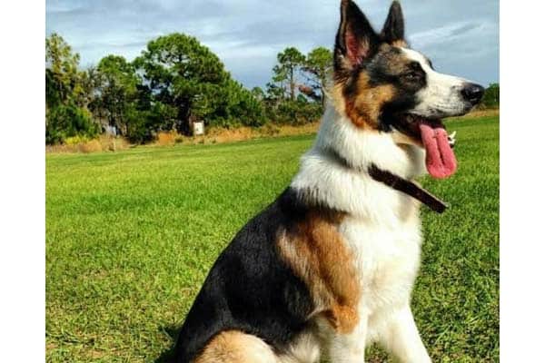 Panda-Shepherd-dog