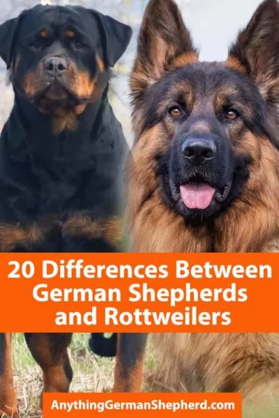 Rottweiler-vs-German-Shepherd