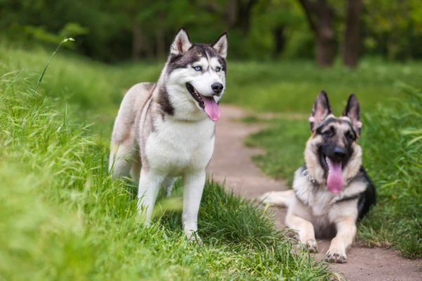 Siberian husky dog with German shepherd dog