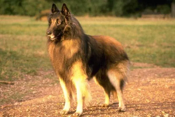 Tervuren-dog