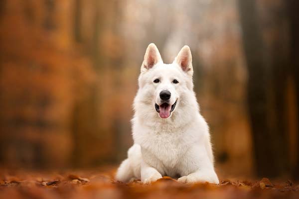 White-Shepherd