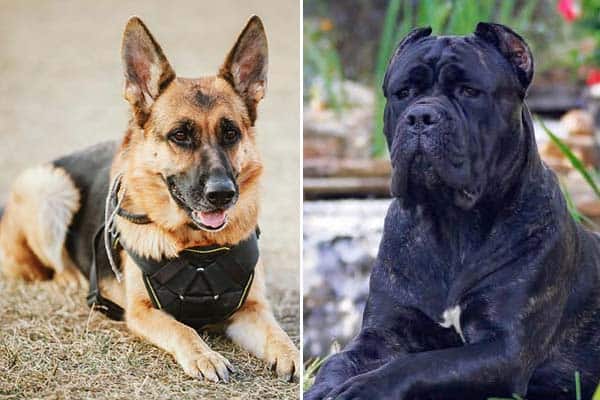 cane corso with floppy ears