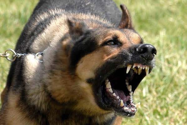 german shepherd bite force