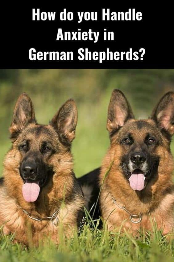 german shepherd separation anxiety Anything German Shepherd