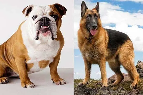 german-shepherd-vs-bulldog