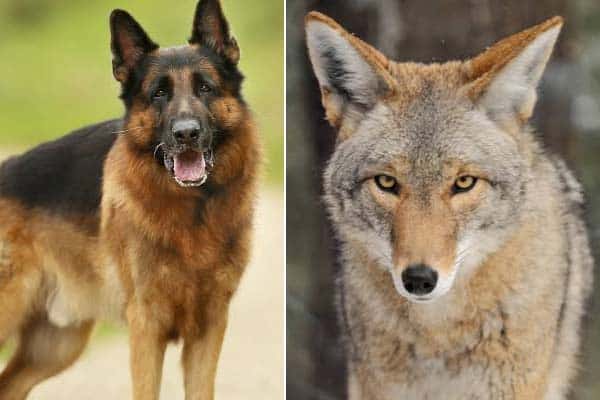 are coyotes related to german shepherds