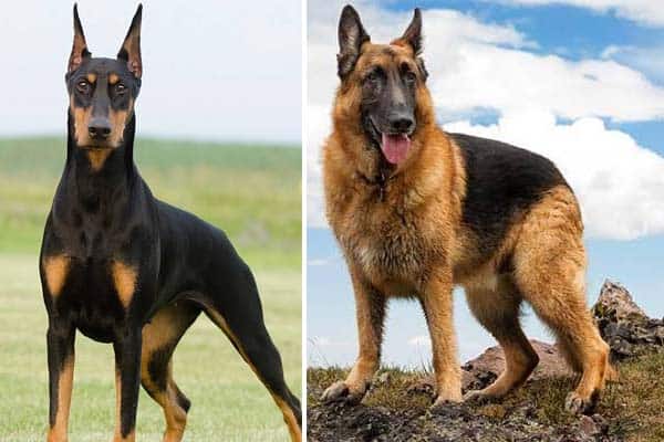 european doberman cost