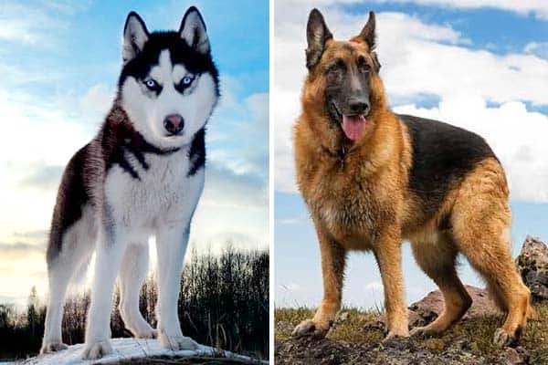 German Shepherd vs Siberian Husky 