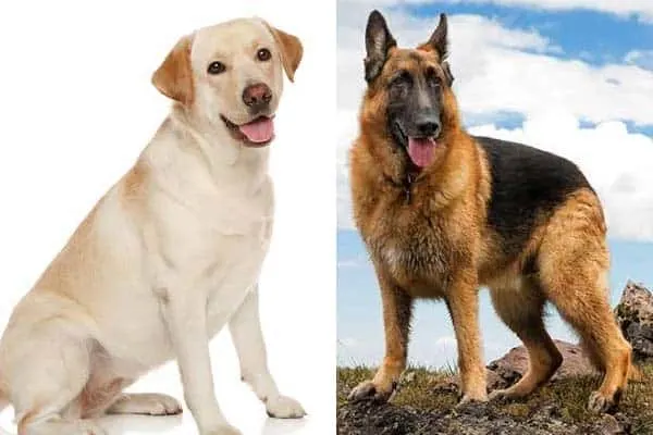 Labrador Retriever VS German Shepherd: The Comparison
