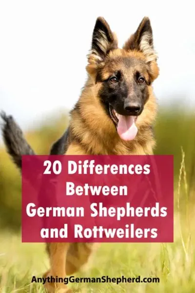 german-shepherd-vs-rottweiler
