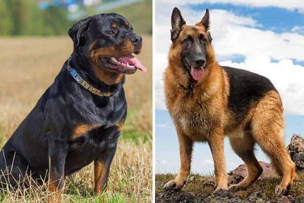 rottweiler and german shepherd