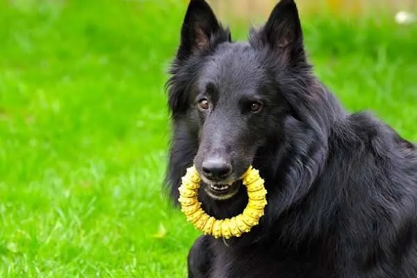 groenendael-dog