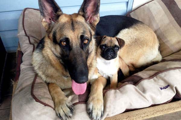 are german shepherds dangerous to other dogs