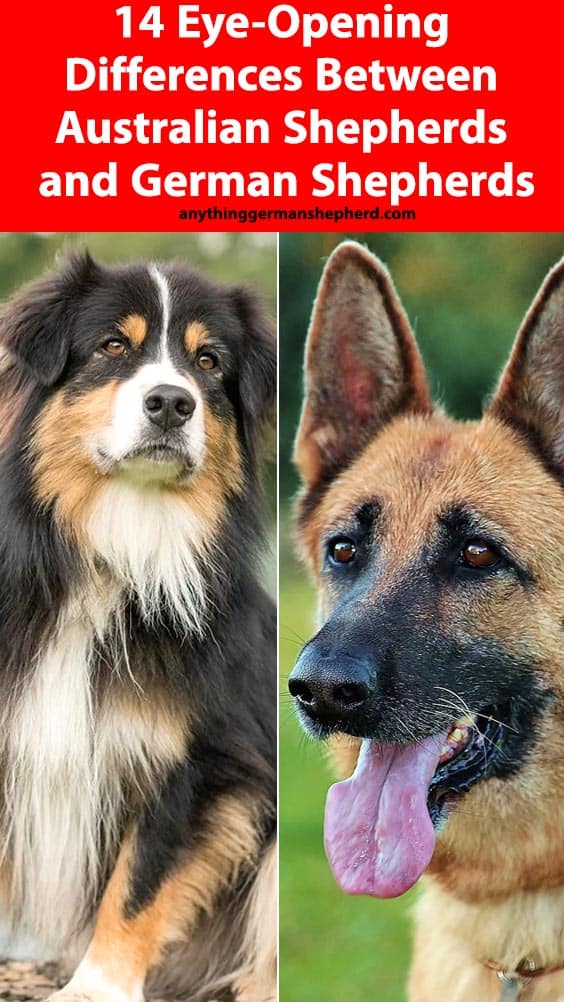 Australian-Shepherds-Vs.-German-Shepherd