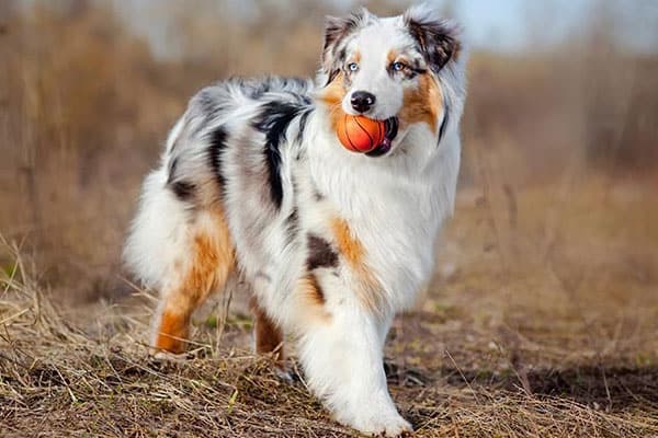 Australian Shepherds