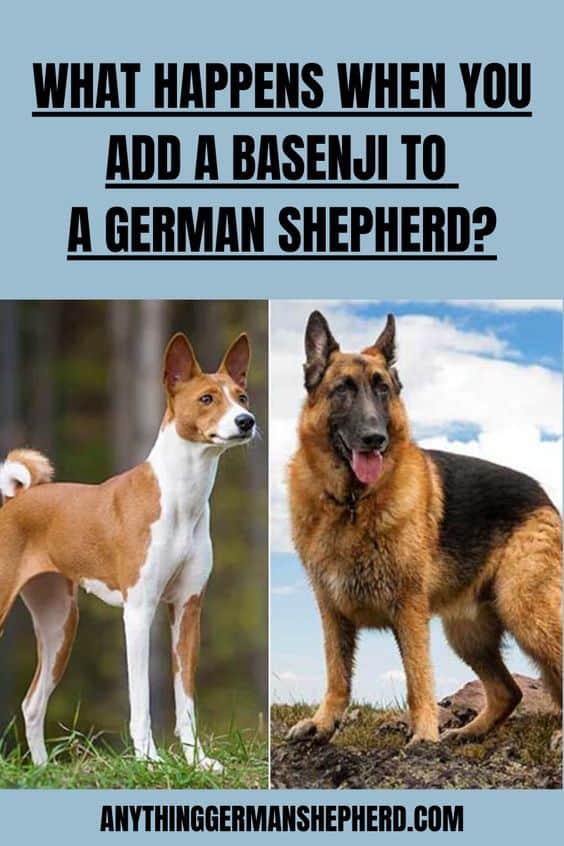 Basenji German Shepherd mix