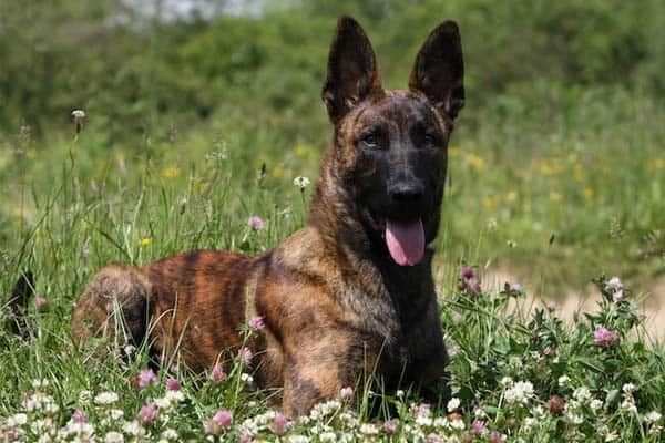 Brindle German Shepherd: a Rare Coat 