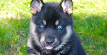 Can German Shepherds Have Blue Eyes