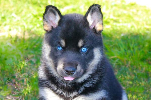 german shepherd husky mix with blue eyes