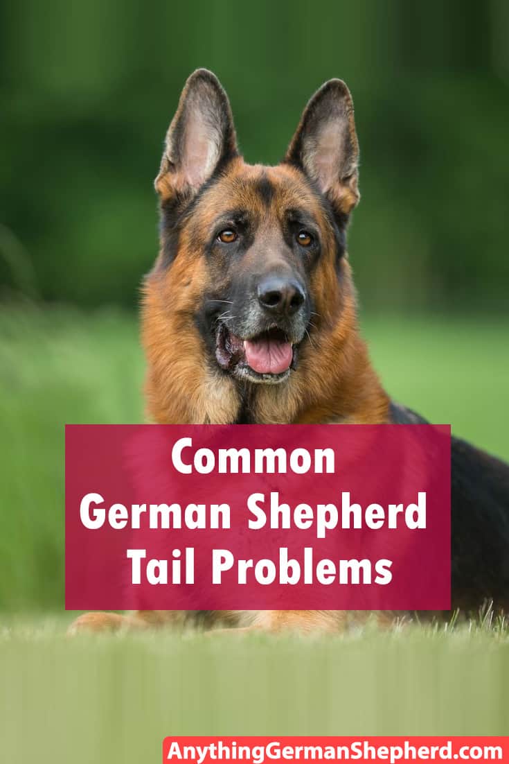 Common-German-Shepherd-Tail-Problems | Anything German Shepherd