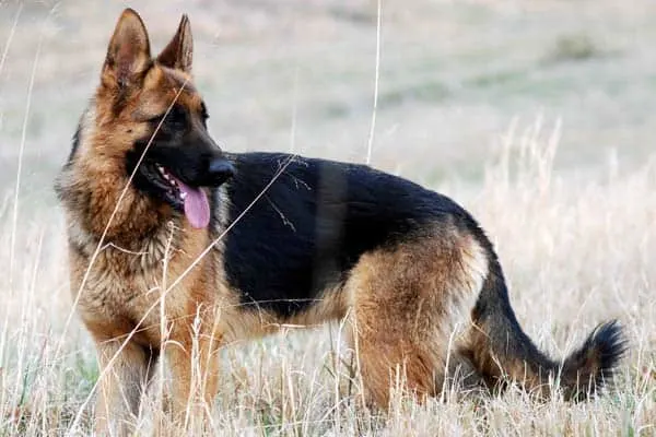 german shepherd dog wags its tail