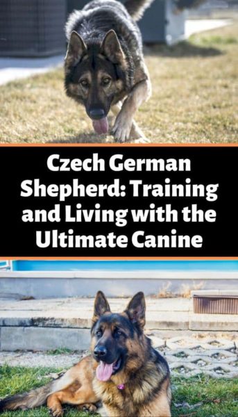 Czech-German-Shepherd