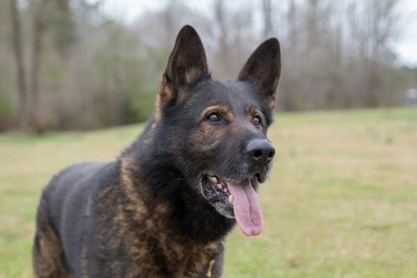 Czech-German-Shepherd