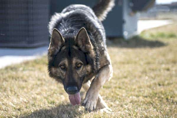 Czech-German-Shepherd