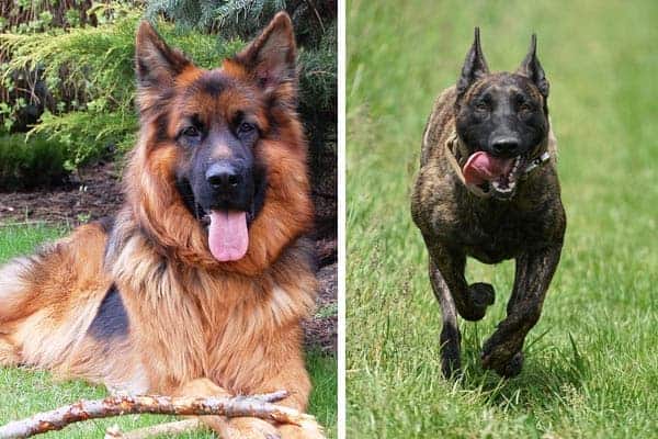 Dutch-Shepherd-vs-German-Shepherd