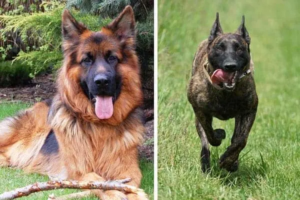 Dutch-Shepherd-vs-German-Shepherd