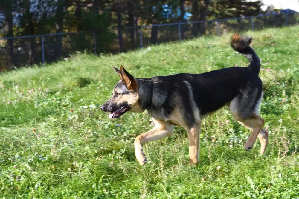 young German Shepherd