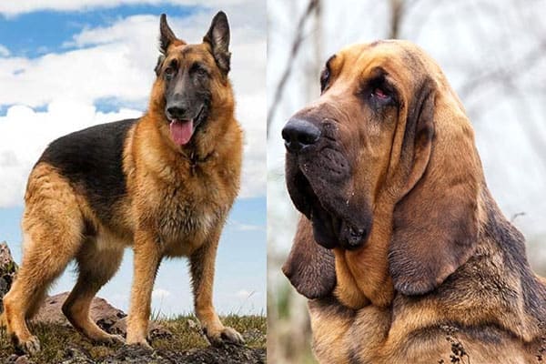 nyheder ekstremt bomuld German Shepherd Bloodhound Mix: A Great Trail Dog Choice?