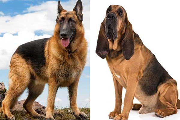 nyheder ekstremt bomuld German Shepherd Bloodhound Mix: A Great Trail Dog Choice?