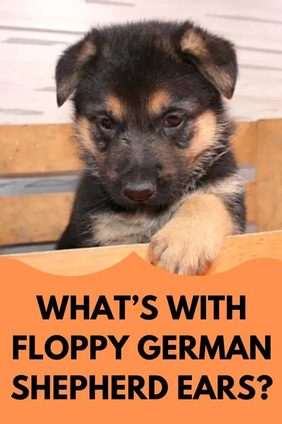 German-Shepherd-Floppy-Ears
