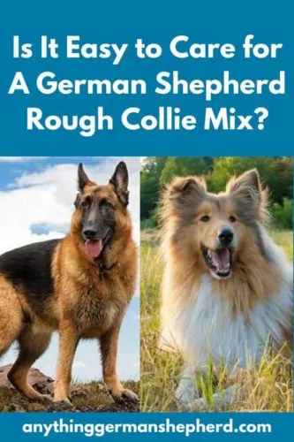 German Shepherd Rough Collie Mix