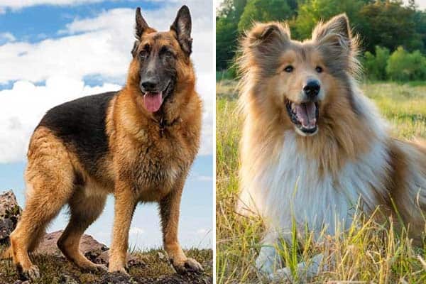 German Shepherd Rough Collie Mix