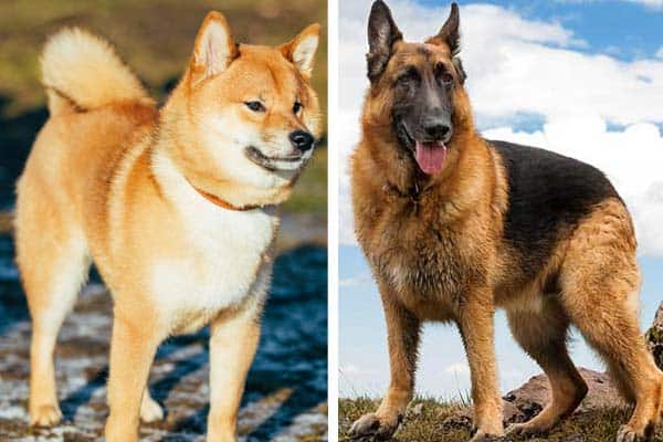 shiba inu mixes