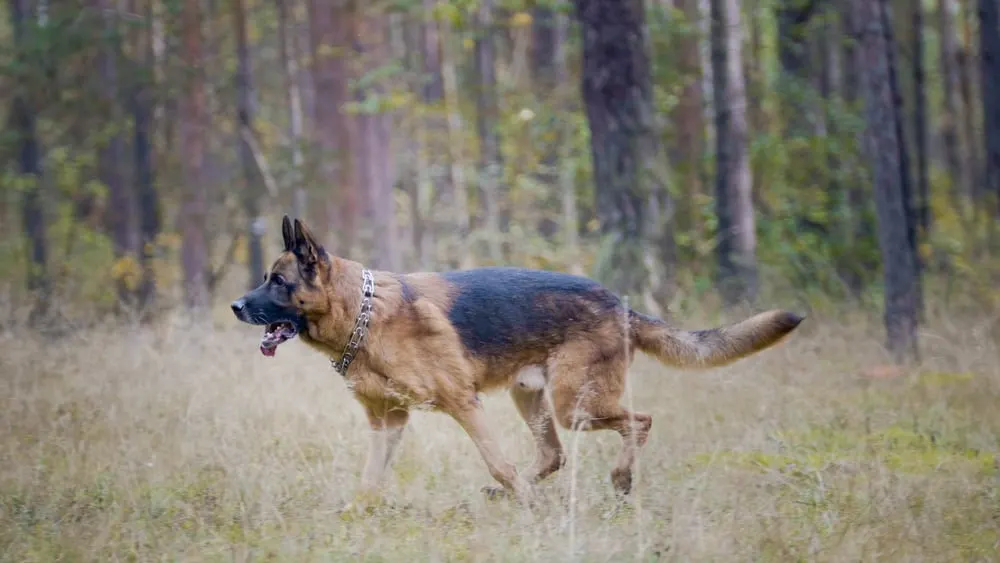 German Shepherd